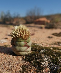 Crassula columnaris