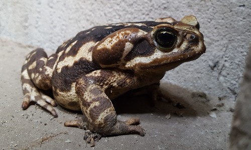Yellow Cururu Toad, Rhinella icterica