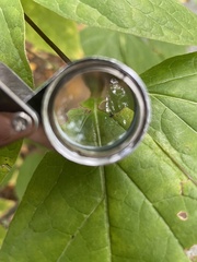 Calycanthus floridus glaucus