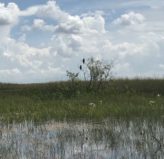 Rostrhamus sociabilis plumbeus