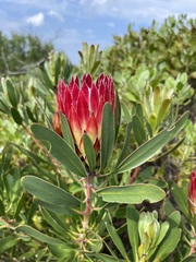 Protea obtusifolia