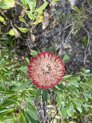 Protea obtusifolia