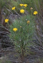 Euryops speciosissimus