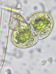 Cosmarium contractum