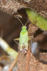 Macrotylus atricapillus