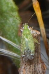 Macrotylus atricapillus
