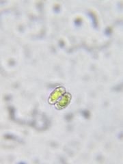 Cosmarium