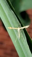 Pterophorinae