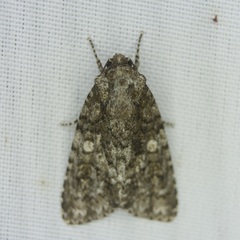 Acronicta afflicta