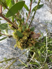 Protea witches broom phytoplasma