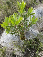 Protea witches broom phytoplasma