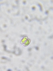 Cosmarium