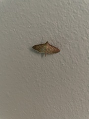 Spilomelinae