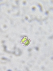 Cosmarium