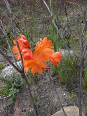 Pillansia templemannii