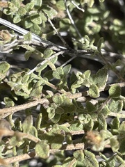 Brickellia microphylla