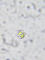 Cosmarium