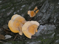 Pycnoporellus
