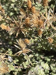 Brickellia microphylla