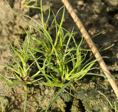 Isolepis fluitans