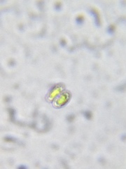 Cosmarium