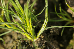 Isolepis fluitans