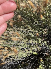 Brickellia microphylla
