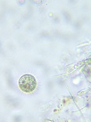 Strobilidium