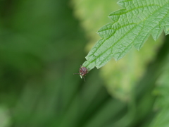 Dermacentor reticulatus