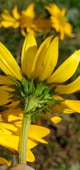 Senecio raphanifolius