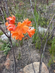 Pillansia templemannii