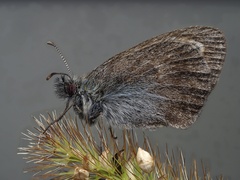 Satyrinae