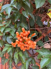 Pyrostegia