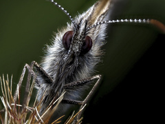 Satyrinae