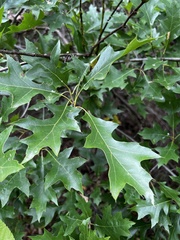 Quercus coccinea
