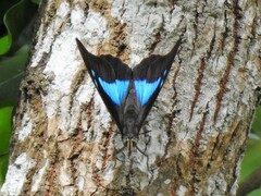 Archaeoprepona demophon