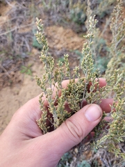 Artemisia lercheana