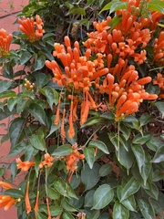 Pyrostegia