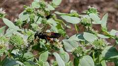 Sphex ichneumoneus