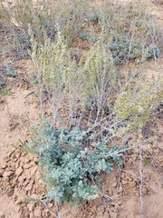 Artemisia lercheana