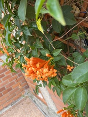 Pyrostegia