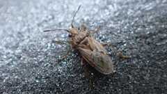 Nysius senecionis