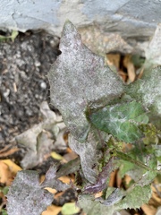 Golovinomyces cichoracearum