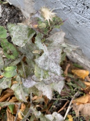 Golovinomyces cichoracearum