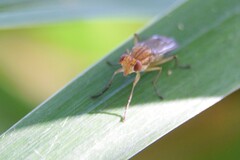 Tetanocera