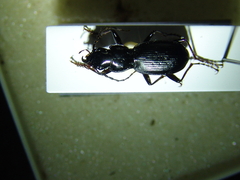 Pterostichus schaschli