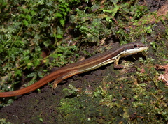 Cercosaura