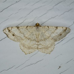 Macaria bisignata