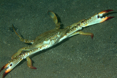 Portunidae