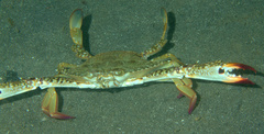 Portunidae